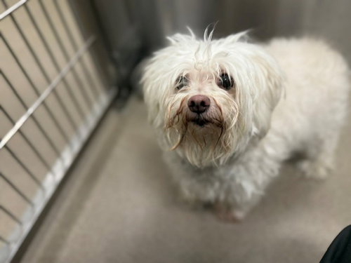 COCO, a dog for adoption from Denver Animal Shelter