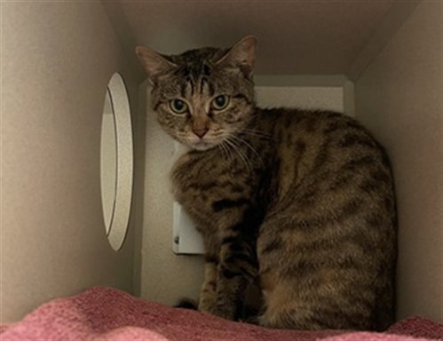 LYRA, a cat for adoption from Denver Animal Shelter