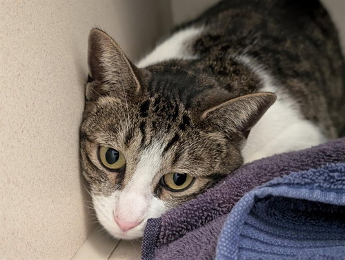 ZIMBA, a cat for adoption from Denver Animal Shelter