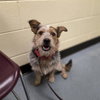 NINO — Denver, CO Adoption