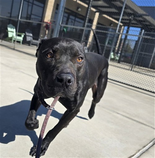 OOGIE BOOGIE, a dog for adoption from Denver Animal Shelter
