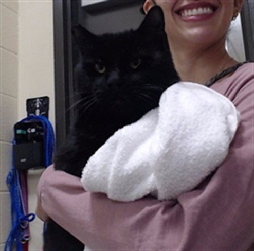 JOE, a cat for adoption from Denver Animal Shelter