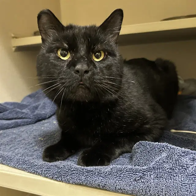Joe - Domestic Short Hair