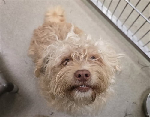 NOSFURATU, a dog for adoption from Denver Animal Shelter