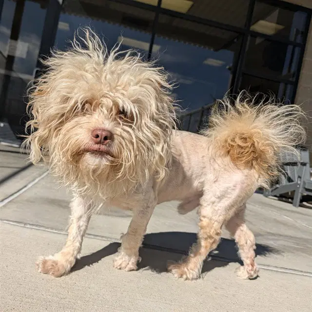 Nosfuratu - Cocker Spaniel