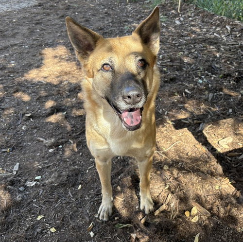 PUPKIN SPICE, a dog for adoption from Denver Animal Shelter