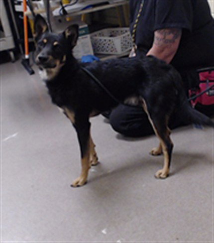 BABA YAGA, a dog for adoption from Denver Animal Shelter
