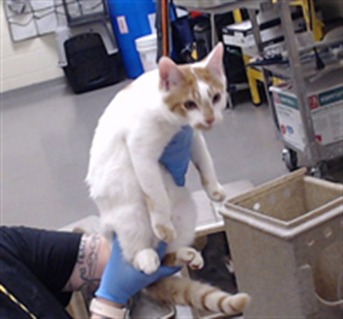 OYSTER, a cat for adoption from Denver Animal Shelter
