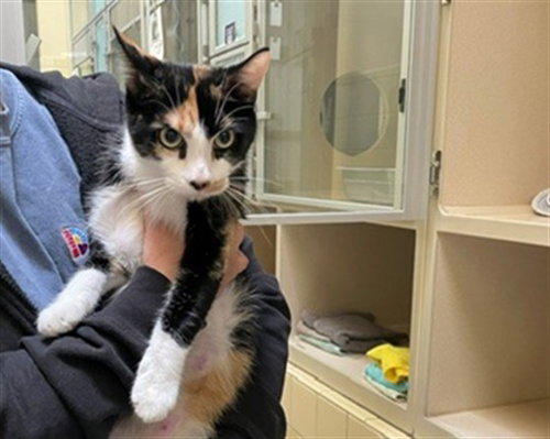 CLAM, a cat for adoption from Denver Animal Shelter