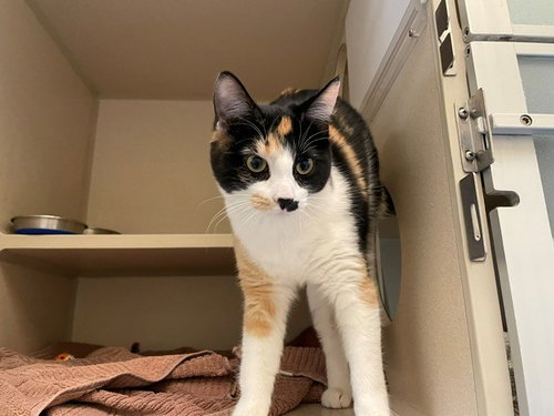 KELP, a cat for adoption from Denver Animal Shelter
