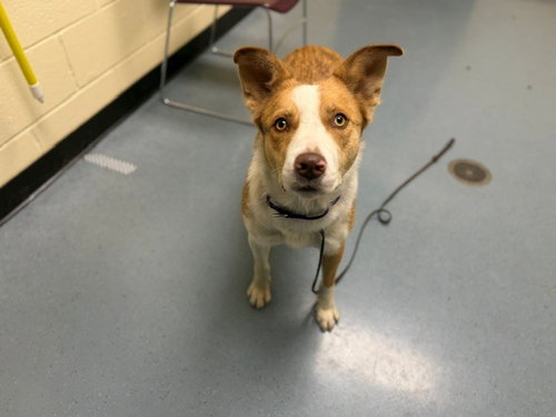 POCUS, a dog for adoption from Denver Animal Shelter