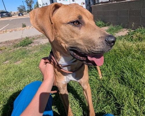 PLUTO, a dog for adoption from Denver Animal Shelter