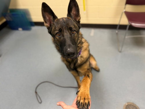 MAX, a dog for adoption from Denver Animal Shelter