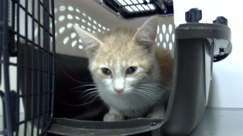 TIGER, a cat for adoption from Denver Animal Shelter