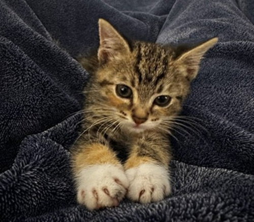 MITTENS, a cat for adoption from Denver Animal Shelter