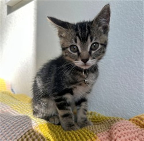 SPOOKY BOO, a cat for adoption from Denver Animal Shelter
