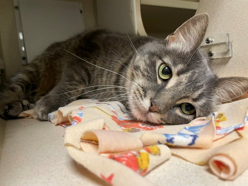 SAFFRON, a cat for adoption from Denver Animal Shelter