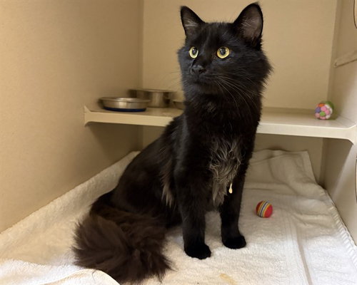 PUTT PUTT, a cat for adoption from Denver Animal Shelter