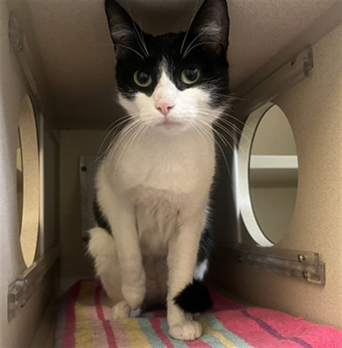 FIFI, a cat for adoption from Denver Animal Shelter