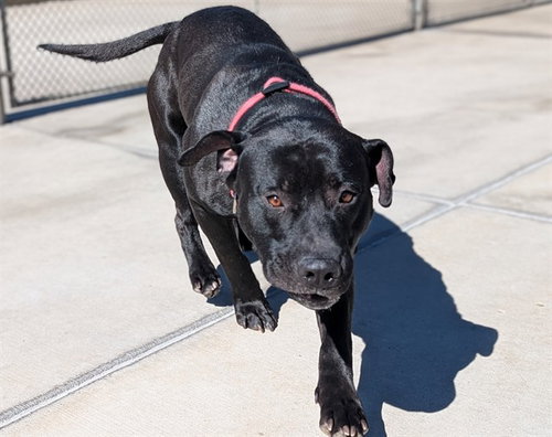FRANKENWEENIE, a dog for adoption from Denver Animal Shelter