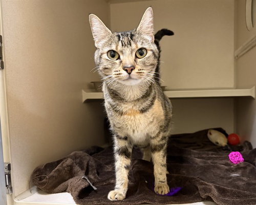 JUICE BOX, a cat for adoption from Denver Animal Shelter