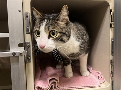 BABACH, a cat for adoption from Denver Animal Shelter