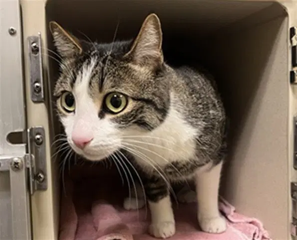 Babach - Domestic Short Hair