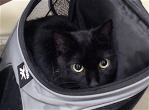 MAMACH, a cat for adoption from Denver Animal Shelter