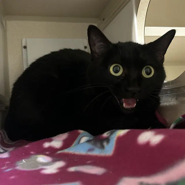 Mamach - Domestic Short Hair