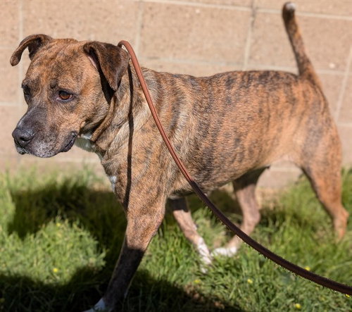 NALA, a dog for adoption from Denver Animal Shelter