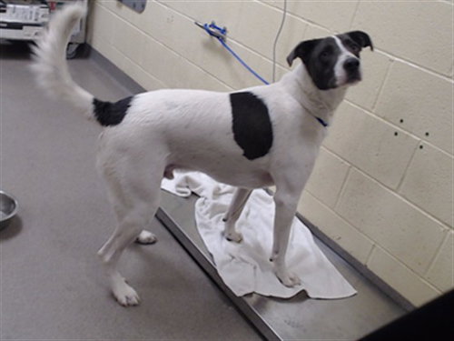 MARTY, a dog for adoption from Denver Animal Shelter