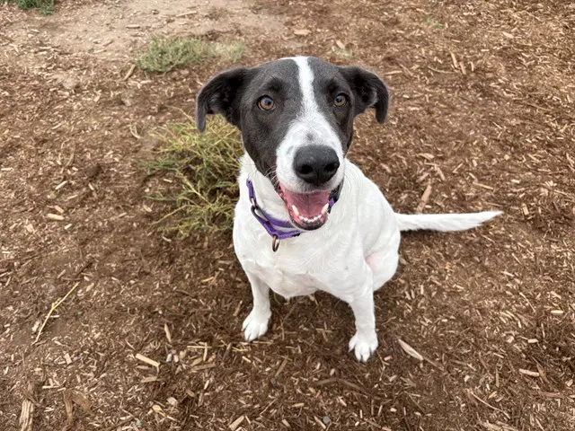 Marty - English Pointer
