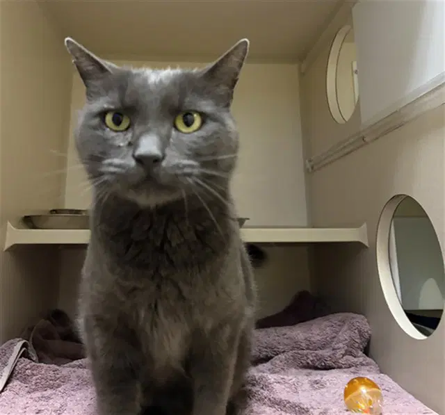 Heathcliff - Domestic Short Hair