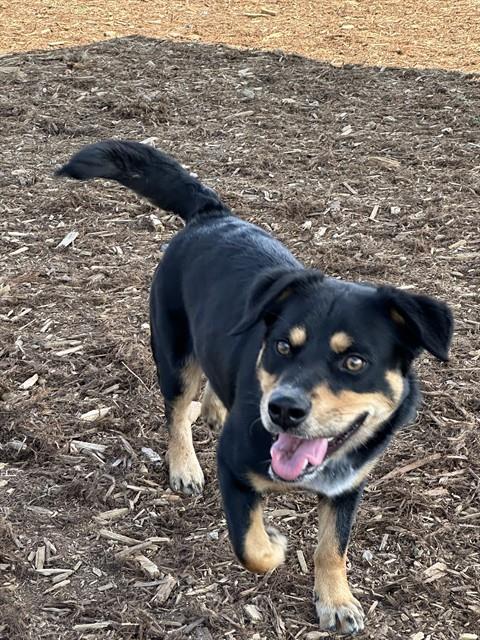 DUKE, a dog for adoption from Denver Animal Shelter