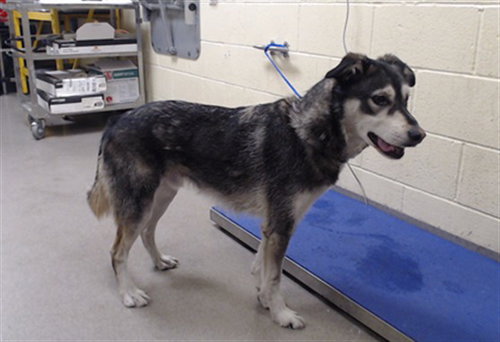 JETT, a dog for adoption from Denver Animal Shelter