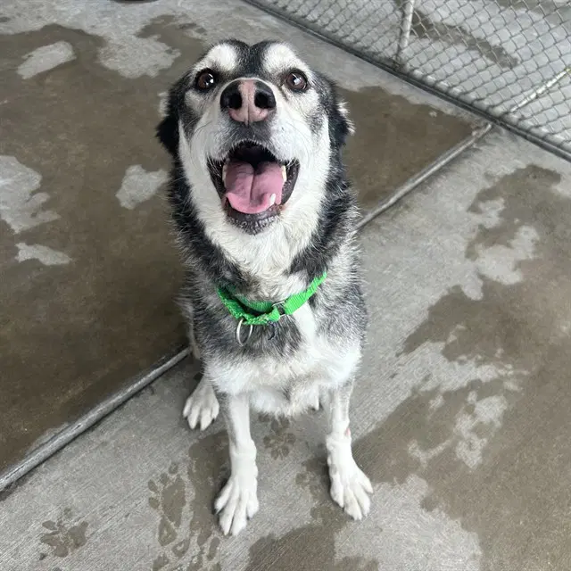 Jett - Siberian Husky