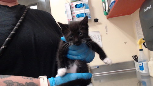 MILO, a cat for adoption from Denver Animal Shelter