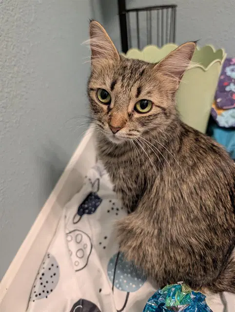 Lil Dolly - Domestic Short Hair