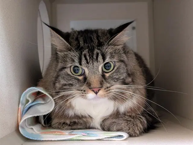 Sox - Domestic Medium Hair