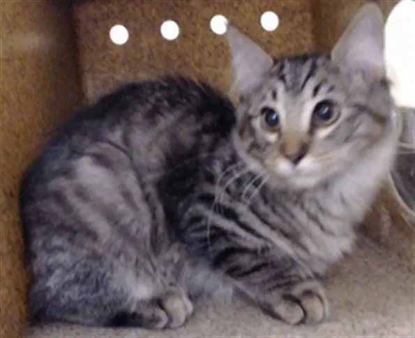 Joar - Domestic Medium Hair