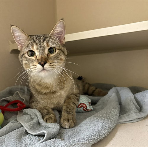 Pelusa, Domestic Short Hair (medium coat)