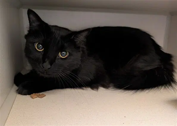 Carly - Domestic Medium Hair