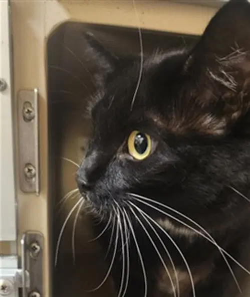Carla - Domestic Long Hair