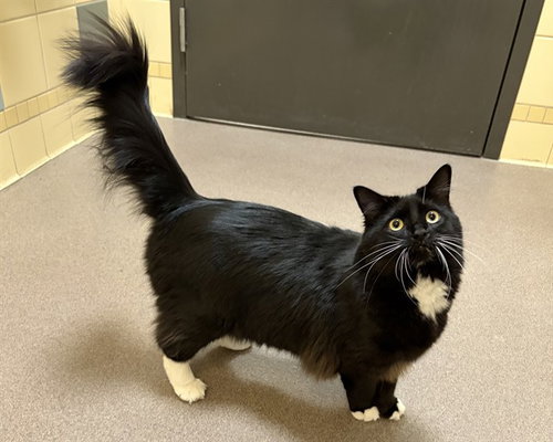 Carla, Domestic Long Hair (medium coat)