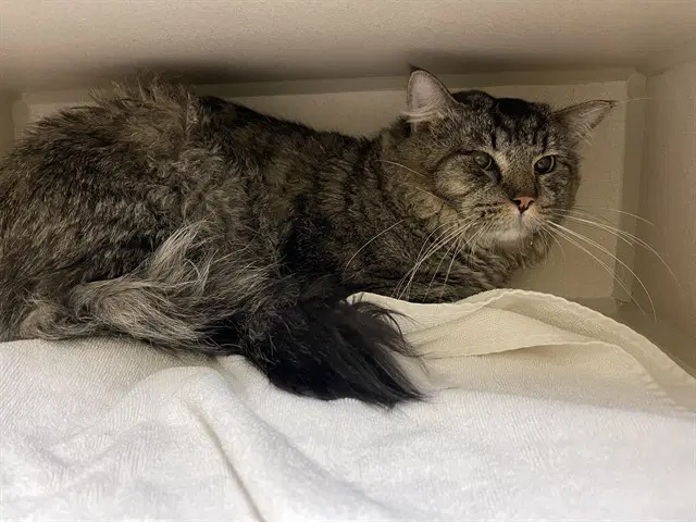 Alacaro - Domestic Medium Hair