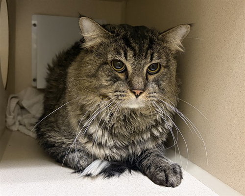 Alacaro, Domestic Medium Hair (medium coat)