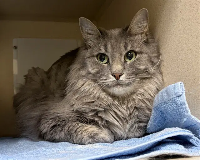 Fiona - Domestic Medium Hair