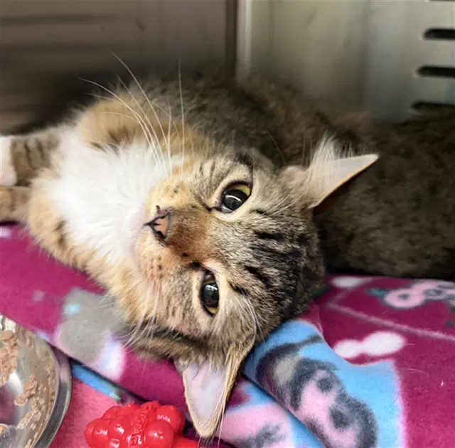 Venus - Domestic Medium Hair