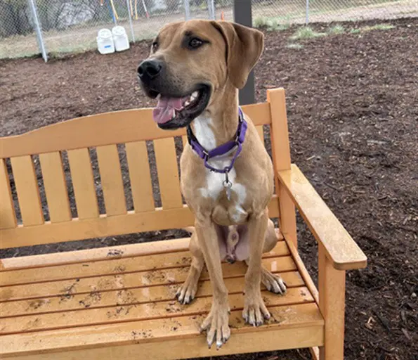 Pluto - Labrador Retriever