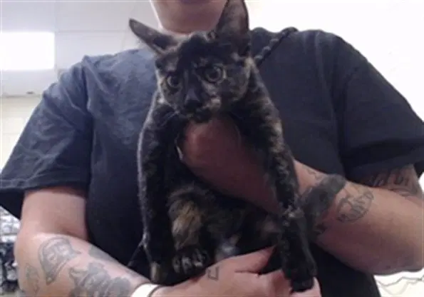 Elvira - Domestic Short Hair